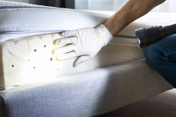 Flea Control Services in Chagrin Falls, OH